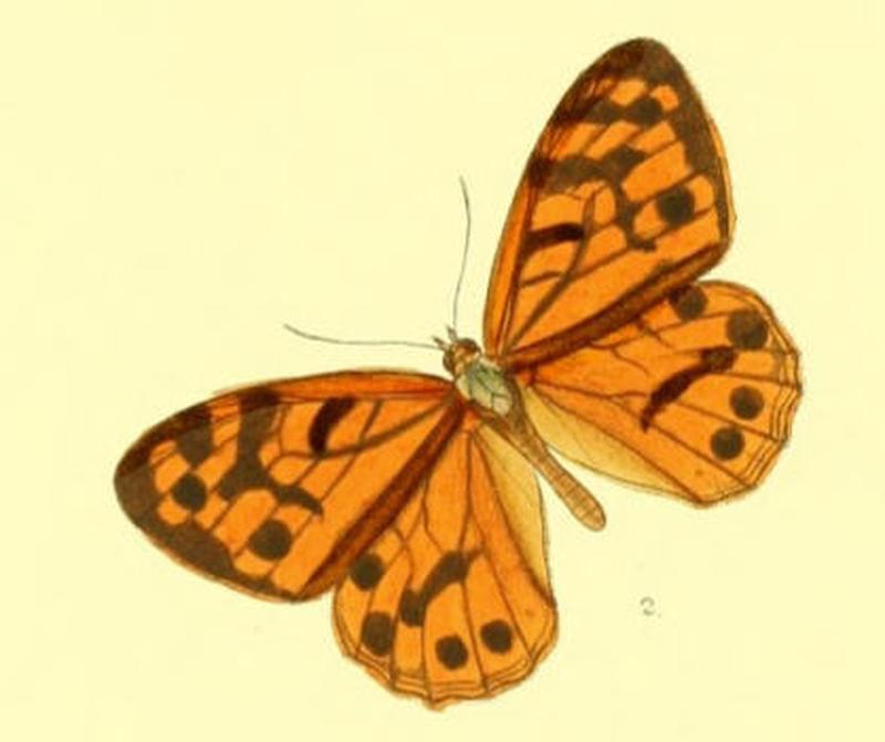 Lasiommata satricus95 2