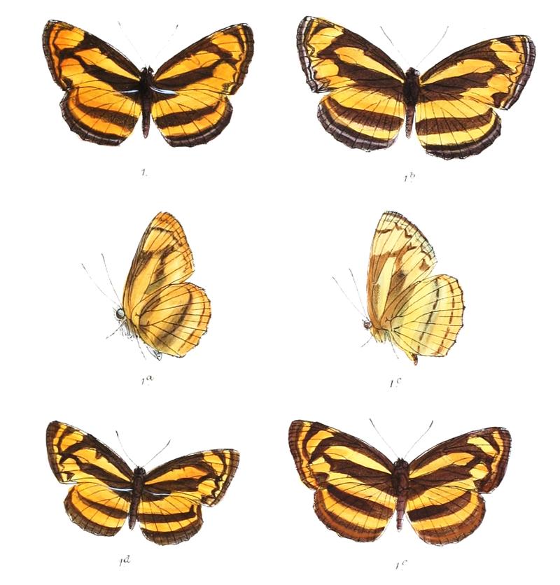 LasippaHeliodore 304