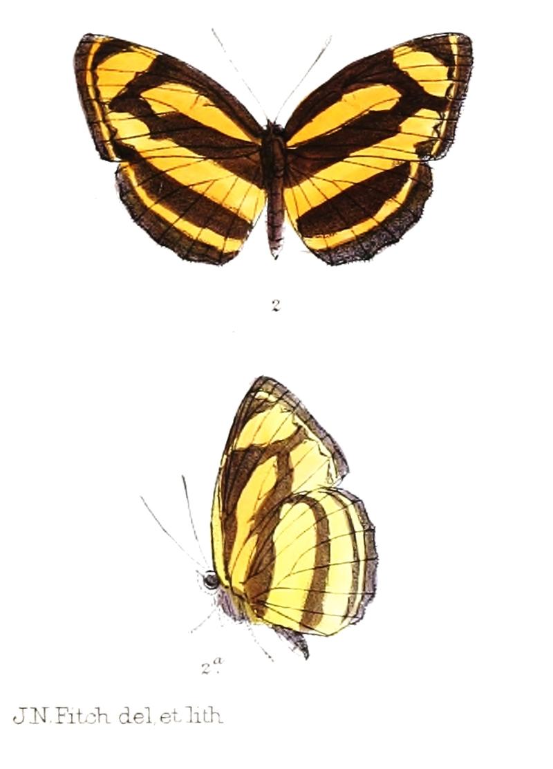 LasippaKuhasa 304