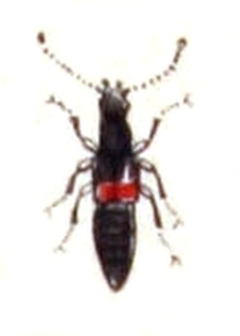 Lathrobium.elongatum.-.calwer.12.09