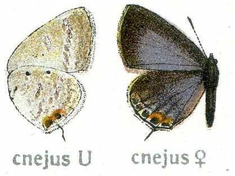 Lcnejus