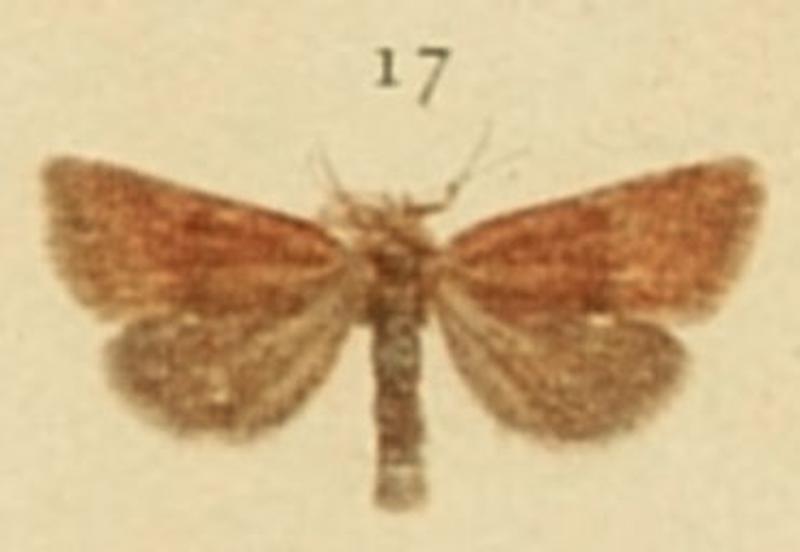 Least Minor Moths of the British Isles