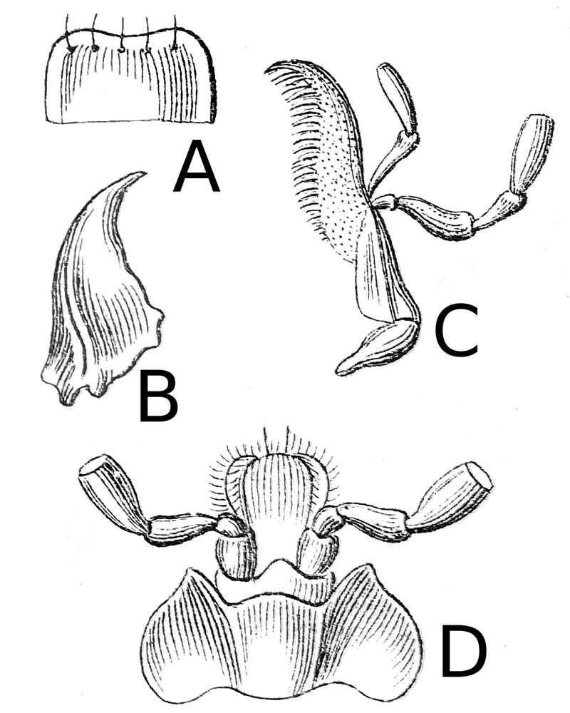 Lebia chlorocephala Reitter