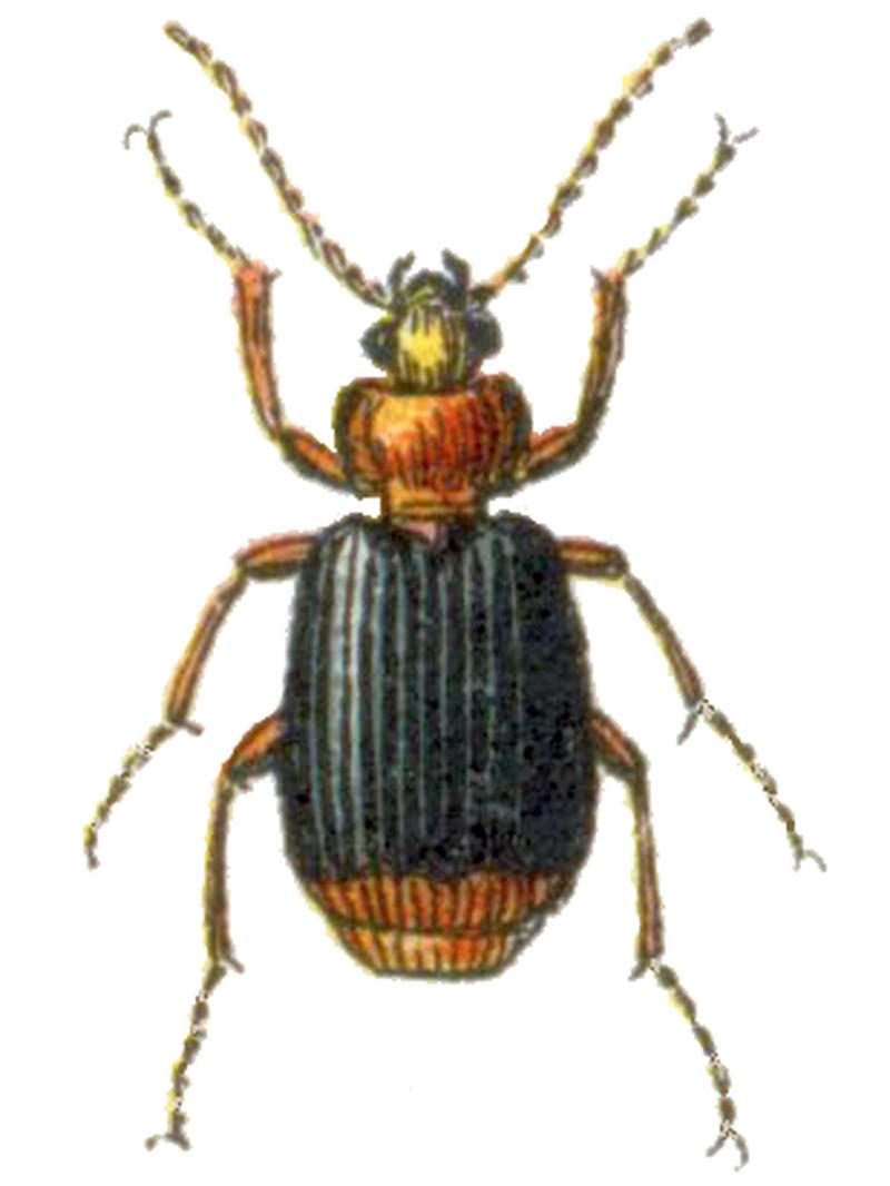 Lebia marginata