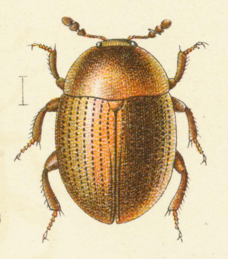 Leiodes pallens (Fauna Germanica, Reitter)