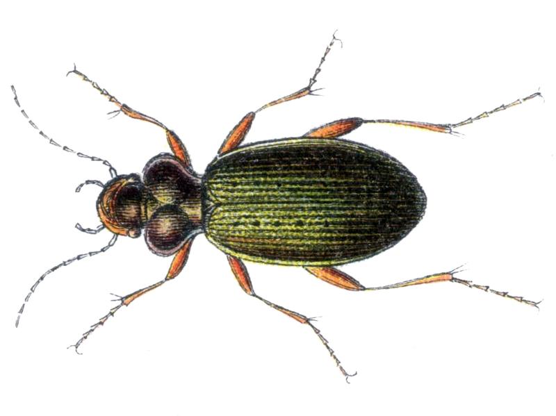 Leistus nitidus