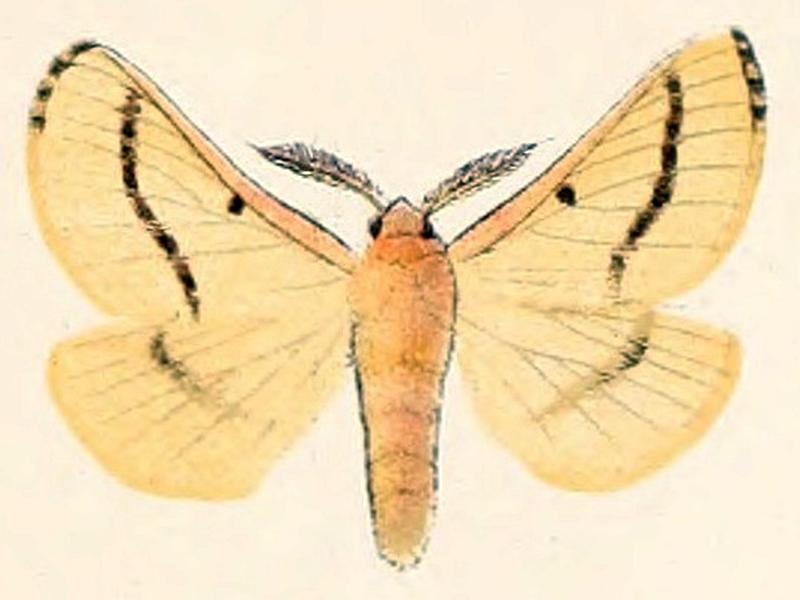 Lemonia ballioni