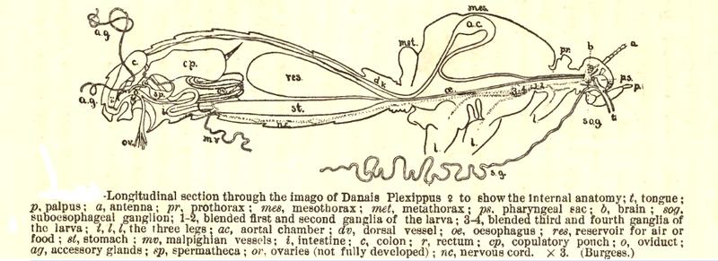 Butterfly anatomy