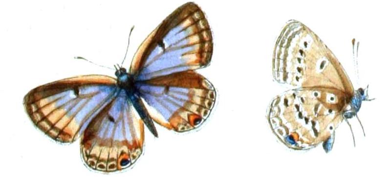 Lepidochrysops negus