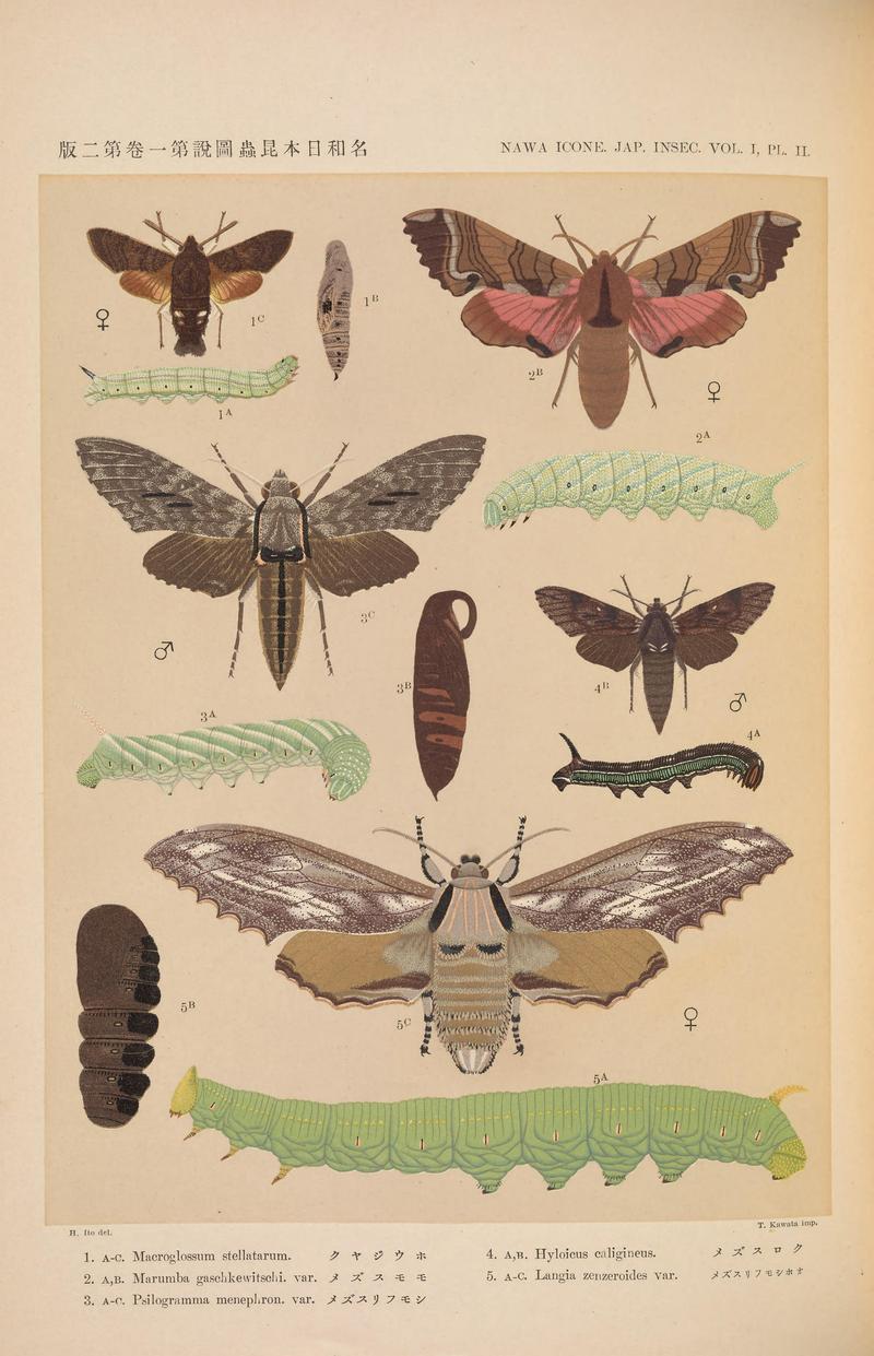 Lepidoptera, Sphingidae (NAWA ICONE. JAP. INSEC. V, PL. II) BHL38620540