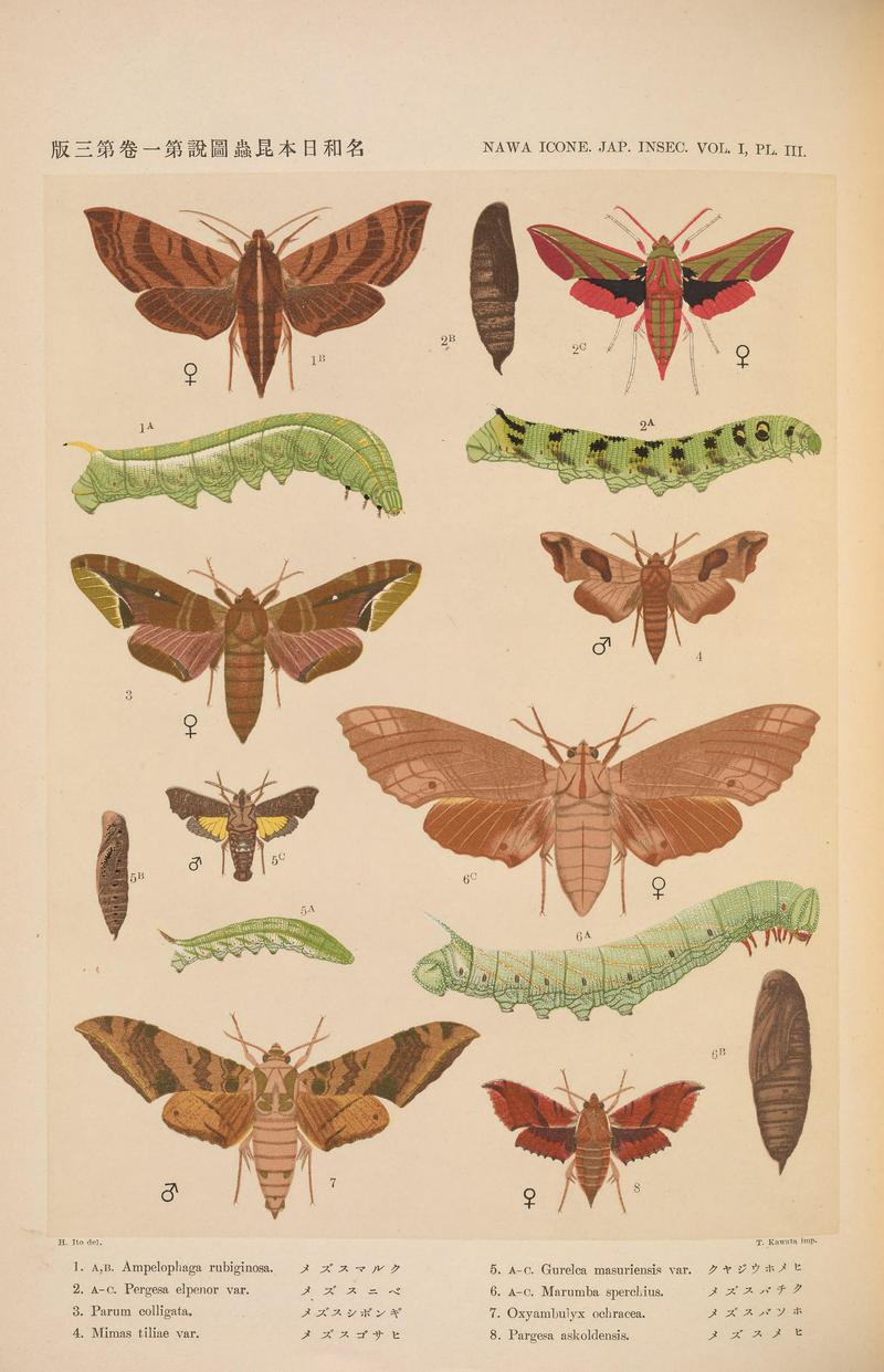 Lepidoptera, Sphingidae (NAWA ICONE. JAP. INSEC. V, PL. III) BHL38620542