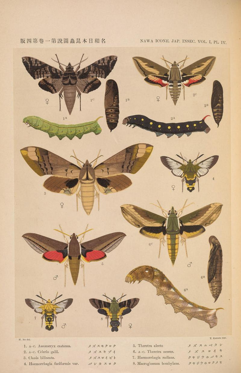 Lepidoptera, Sphingidae (NAWA ICONE. JAP. INSEC. V, PL. IV) BHL38620544