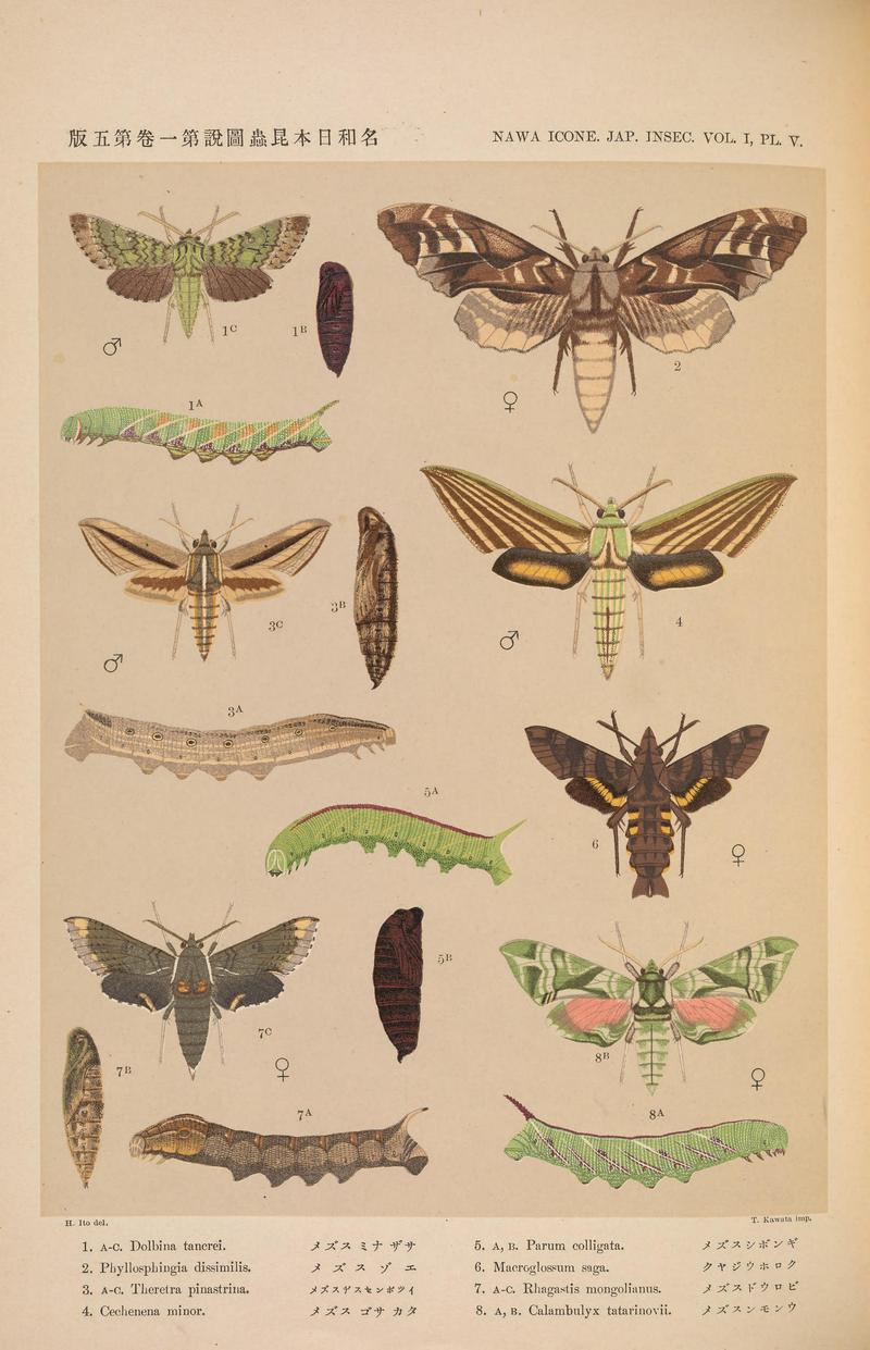 Lepidoptera, Sphingidae (NAWA ICONE. JAP. INSEC. V, PL. V) BHL38620546