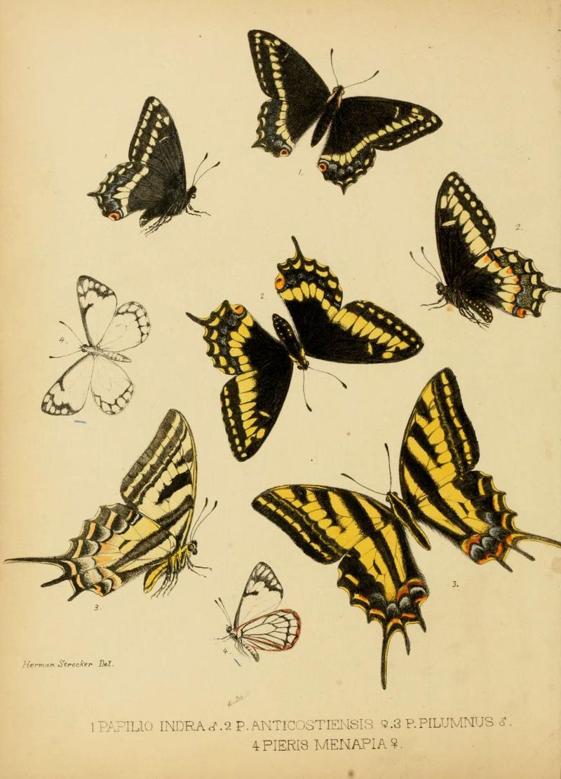 Lepidoptera, rhopaloceres and heteroceres, indigenous and exotic (6276293677)