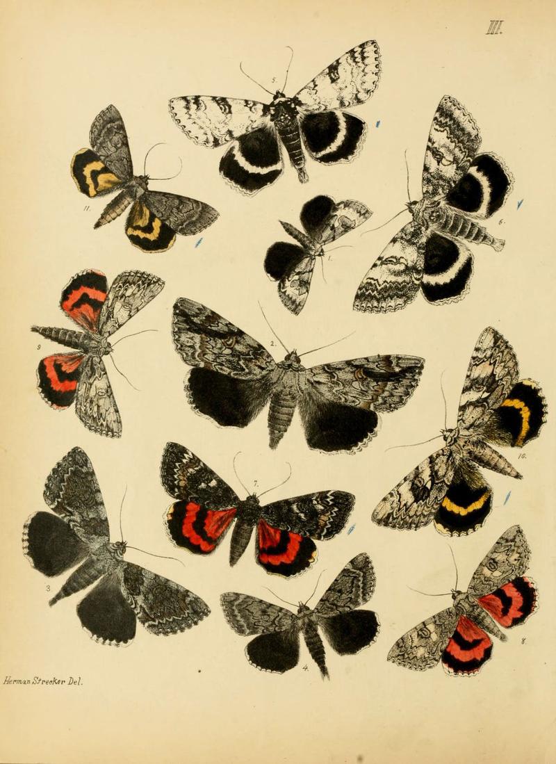 Lepidoptera, rhopaloceres and heteroceres, indigenous and exotic (6276293997)