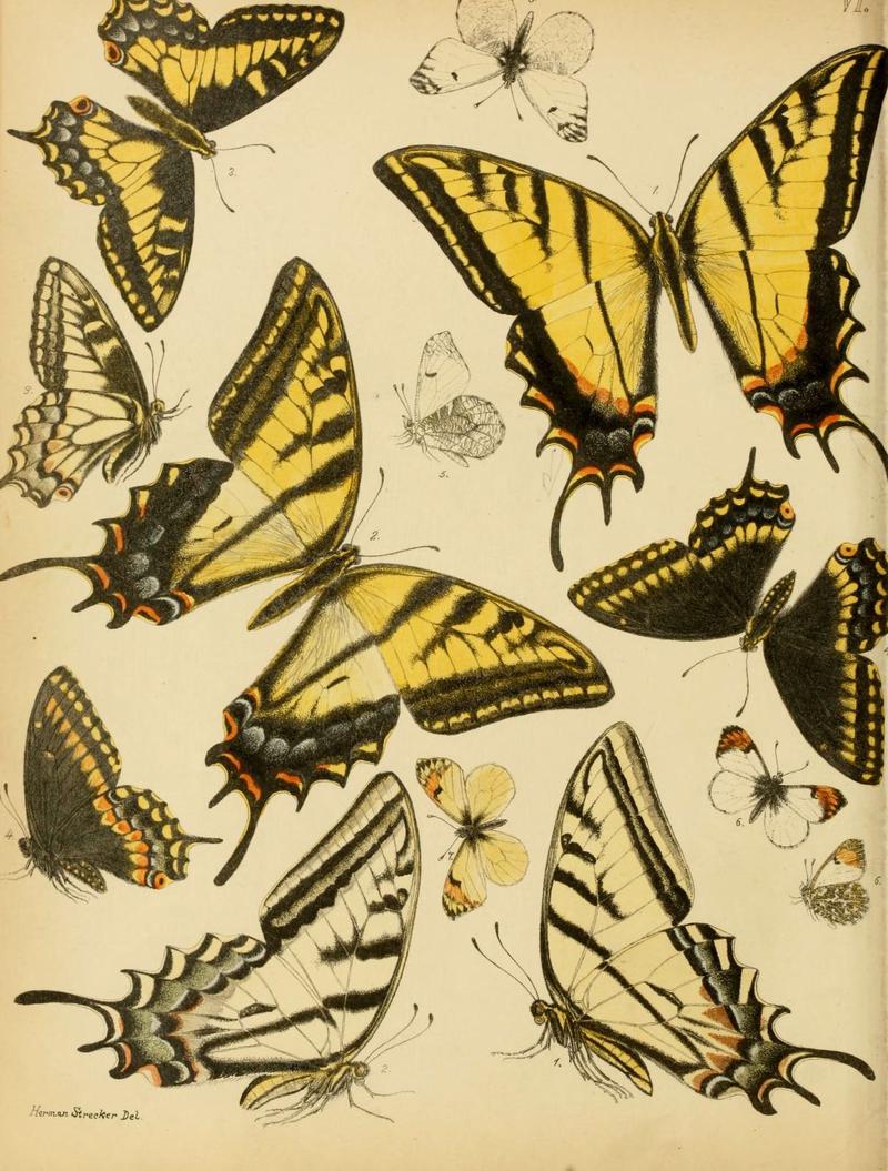 Lepidoptera, rhopaloceres and heteroceres, indigenous and exotic (6276294917)
