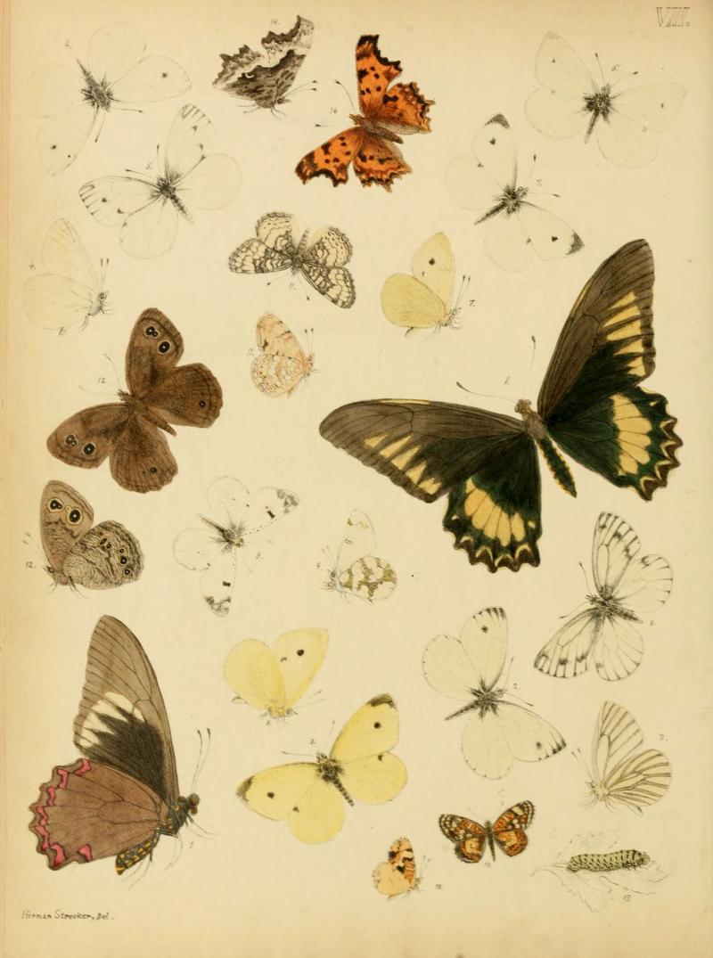 Lepidoptera, rhopaloceres and heteroceres, indigenous and exotic (6276295407)