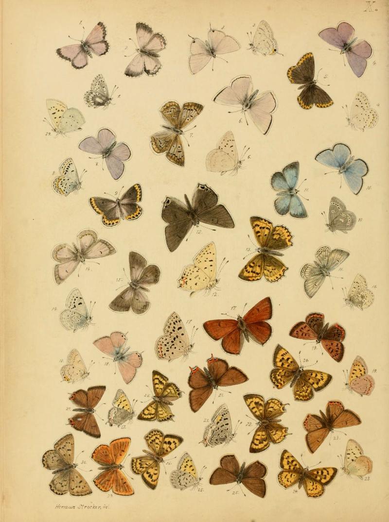 Lepidoptera, rhopaloceres and heteroceres, indigenous and exotic (6276295837)
