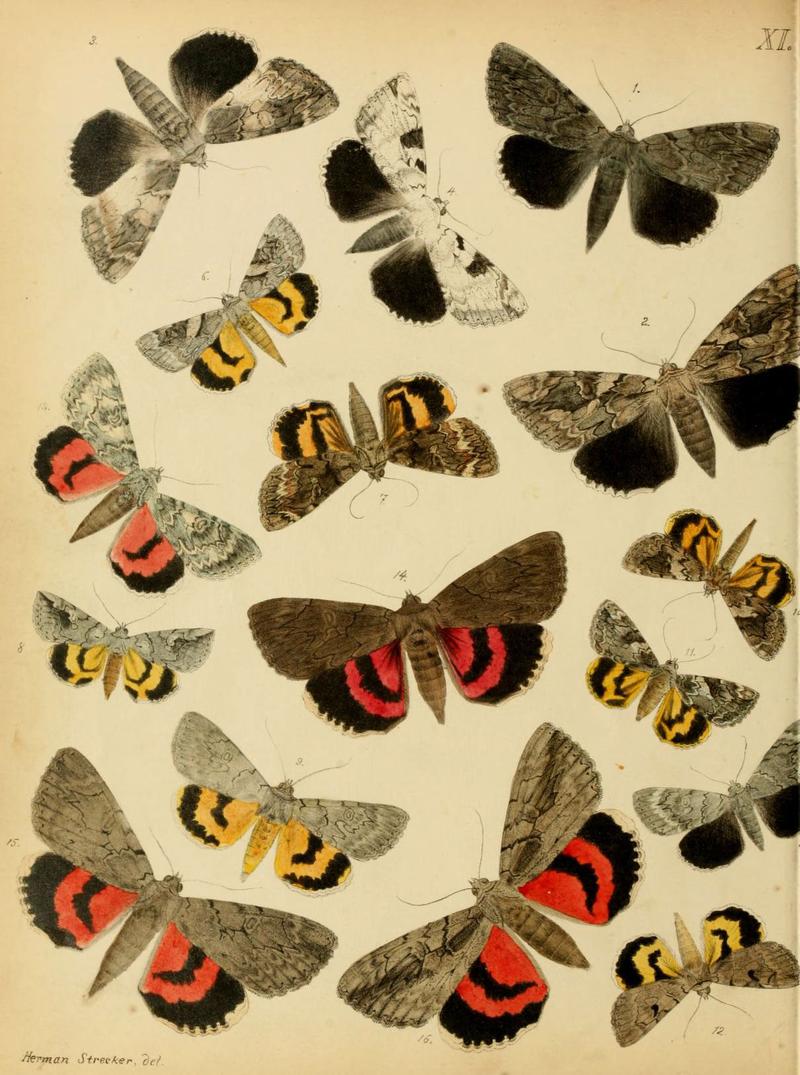 Lepidoptera, rhopaloceres and heteroceres, indigenous and exotic (6276296013)