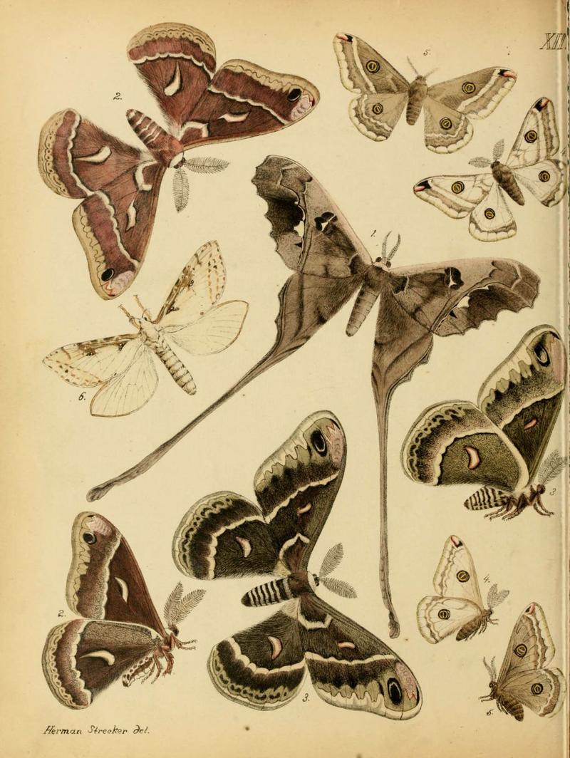 Lepidoptera, rhopaloceres and heteroceres, indigenous and exotic (6276296337)