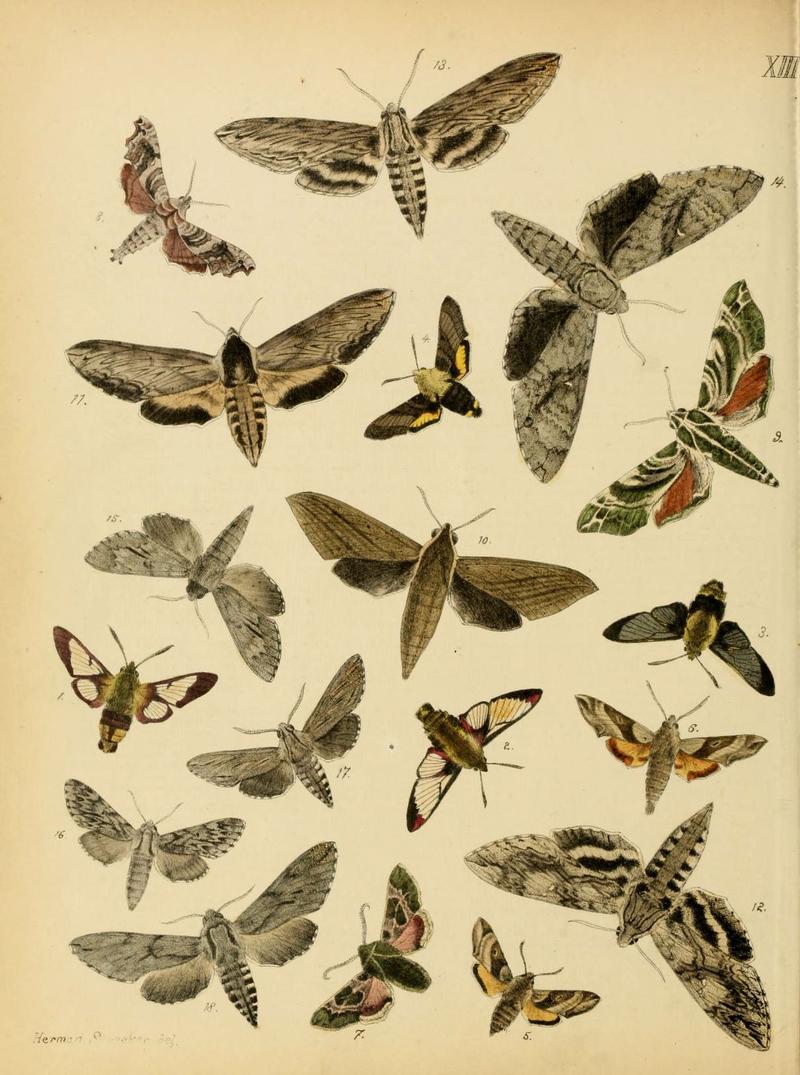 Lepidoptera, rhopaloceres and heteroceres, indigenous and exotic (6276296527)