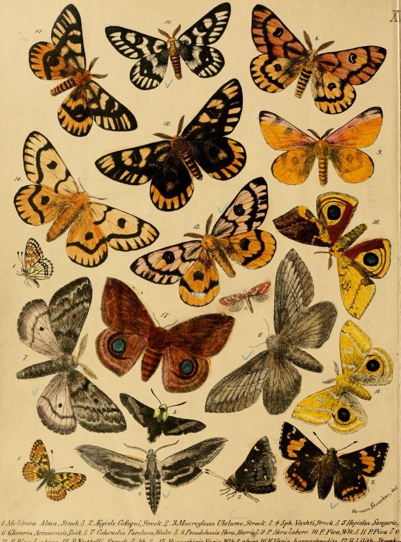 Lepidoptera, rhopaloceres and heteroceres, indigenous and exotic (6276297085)