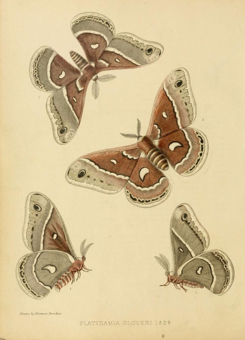 Lepidoptera, rhopaloceres and heteroceres, indigenous and exotic (6276814838)
