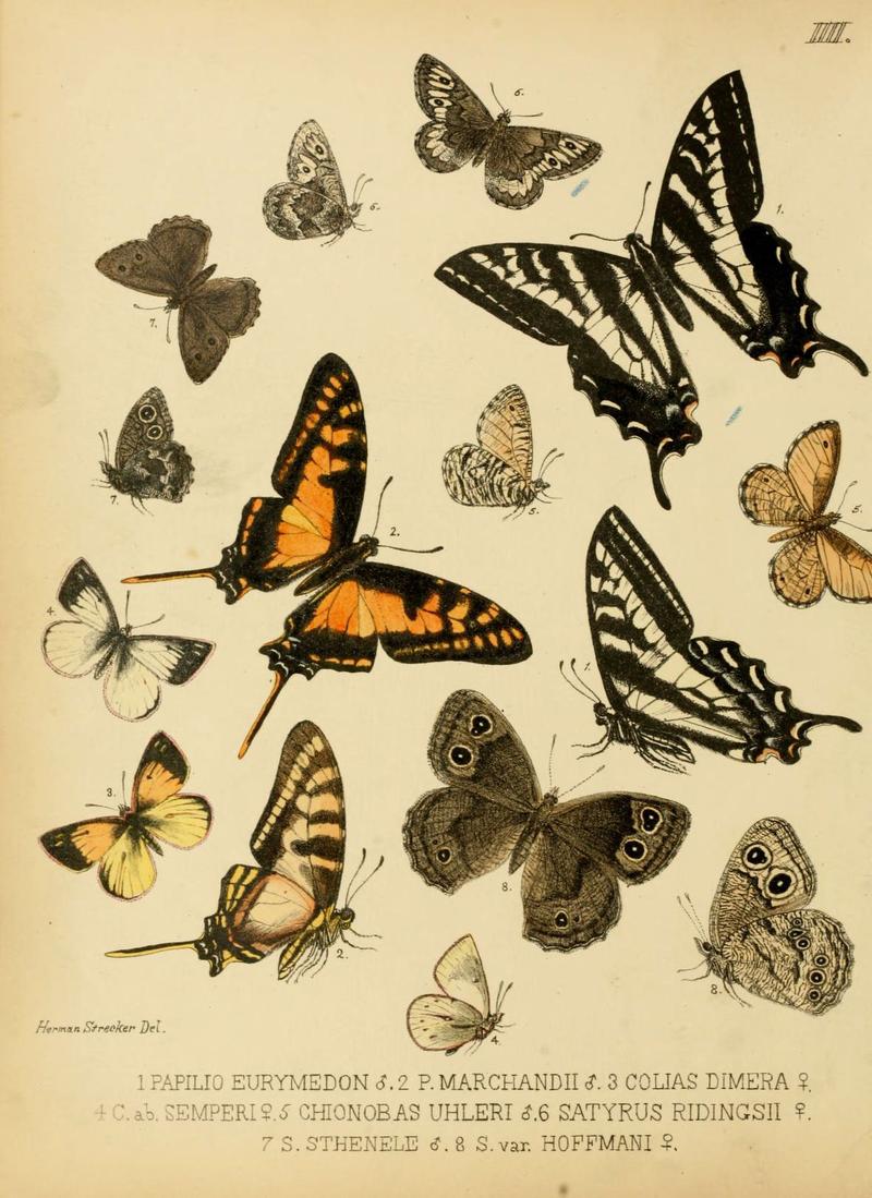 Lepidoptera, rhopaloceres and heteroceres, indigenous and exotic (6276815760)