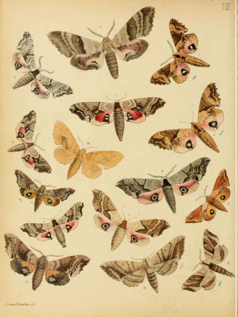 Lepidoptera, rhopaloceres and heteroceres, indigenous and exotic (6276816550)