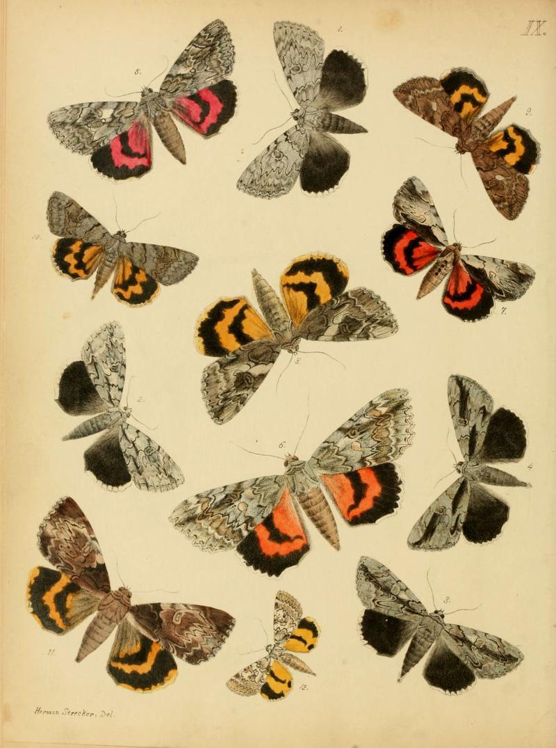 Lepidoptera, rhopaloceres and heteroceres, indigenous and exotic (6276817116)