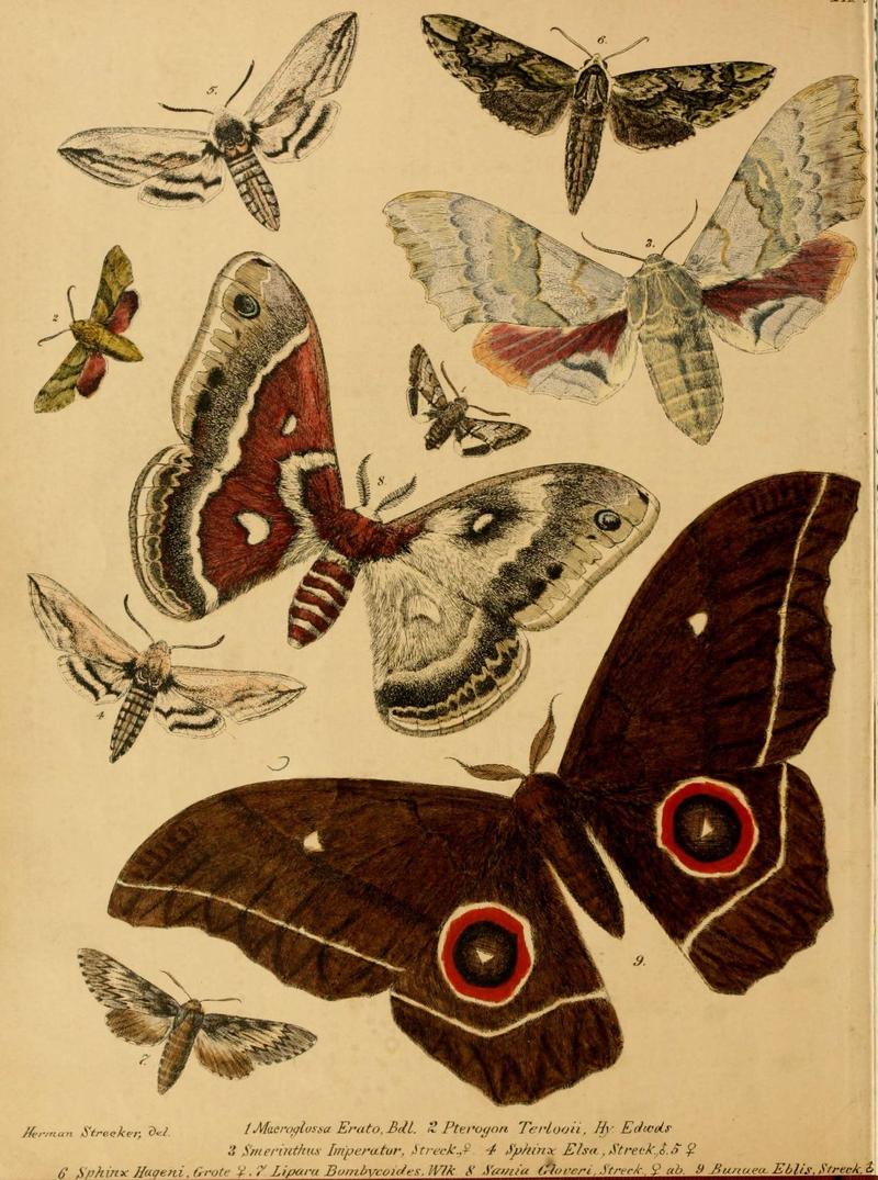Lepidoptera, rhopaloceres and heteroceres, indigenous and exotic (6276818360)