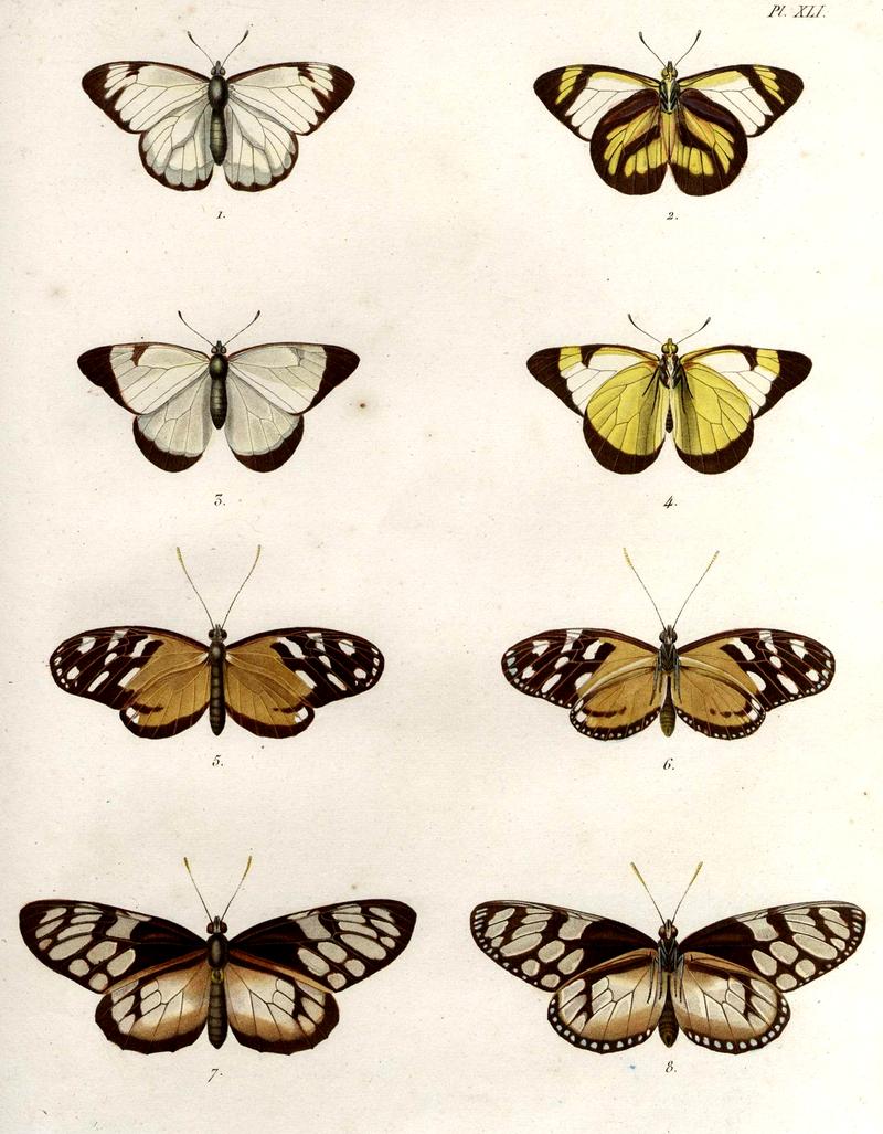 Lepidoptera-Humboldt-T041