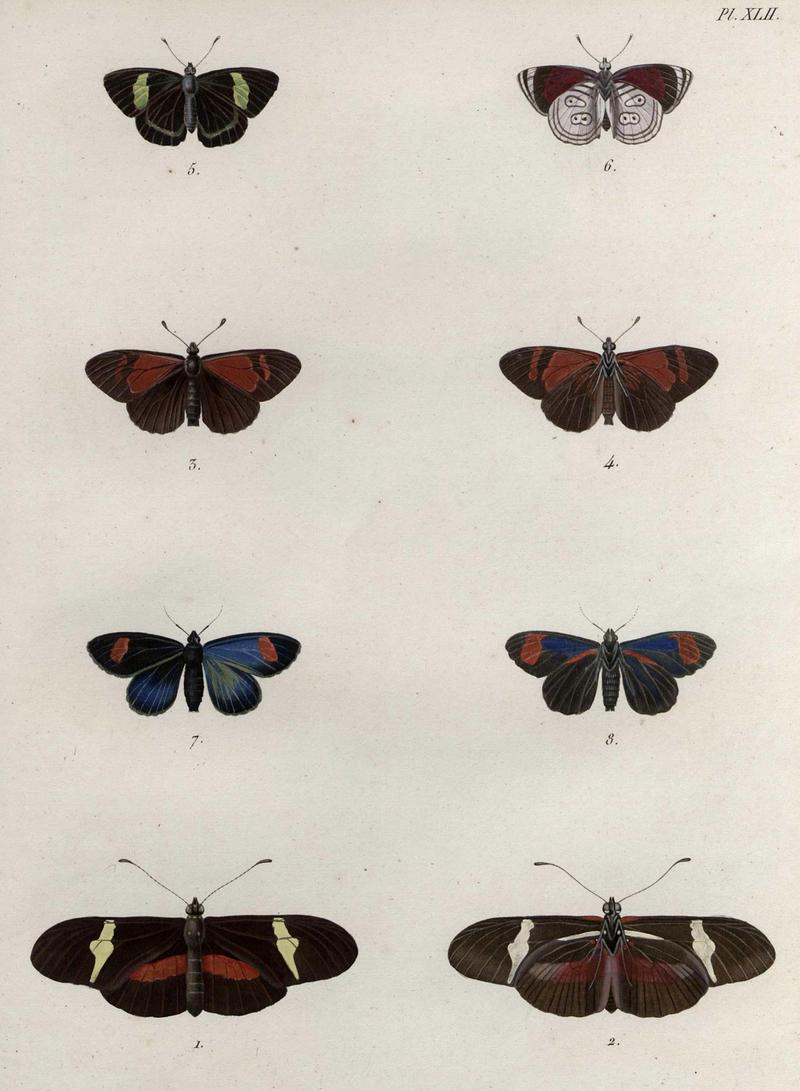 Lepidoptera-Humboldt-T042