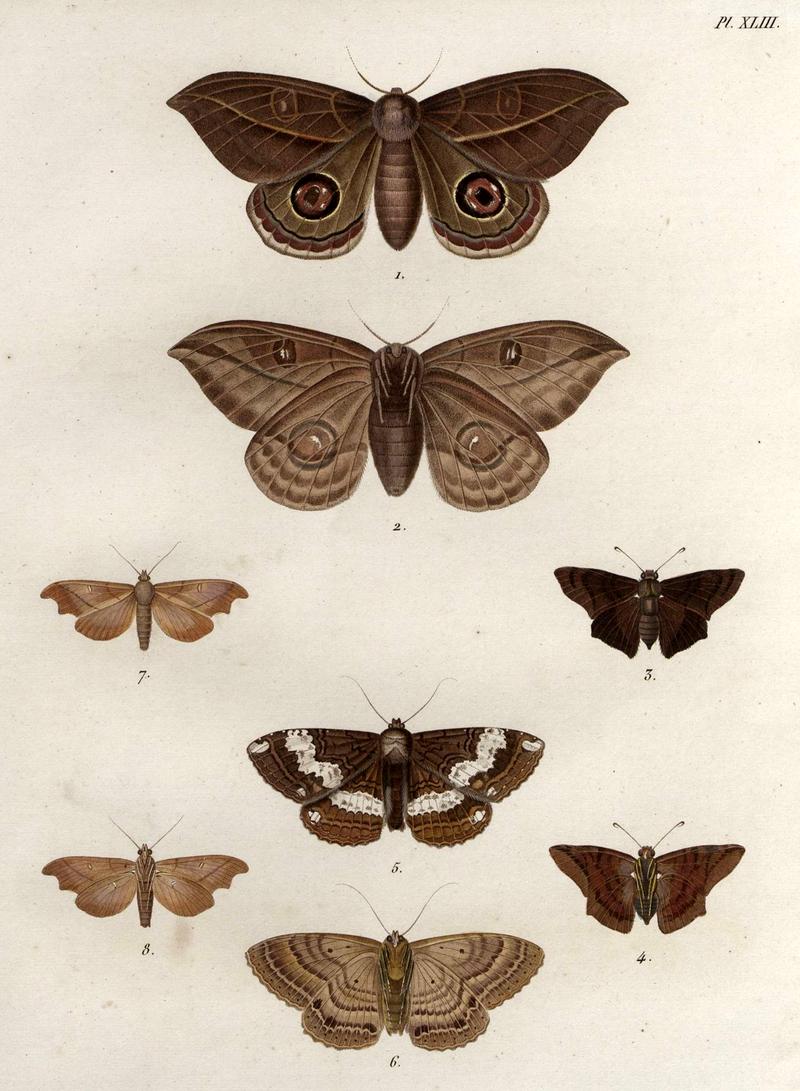 Lepidoptera-Humboldt-T043