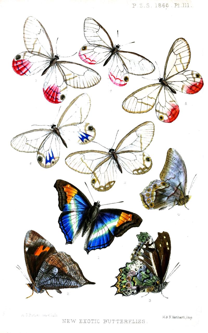 Brushfooted butterflies 4 Angled Red Forester underwing of male