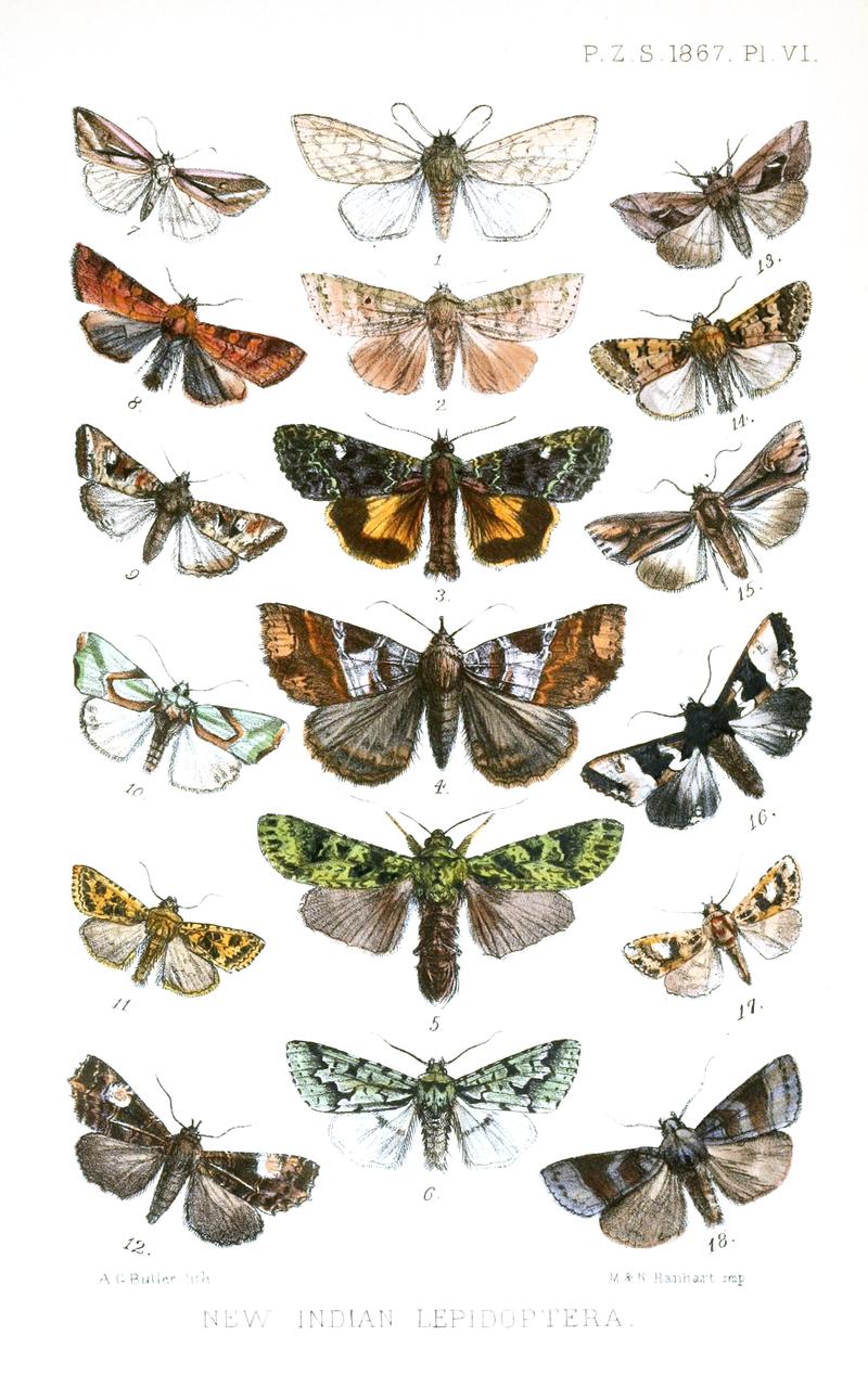 Noctuid moths from Darjeeling and Bengal
