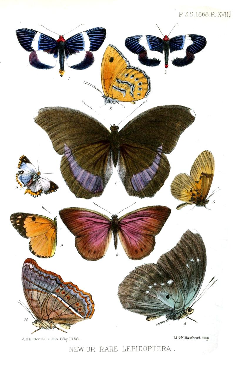 New or Rare Lepidoptera 5 Opal Copper upperside of variant male 9 Large Salmon Arab upperwing