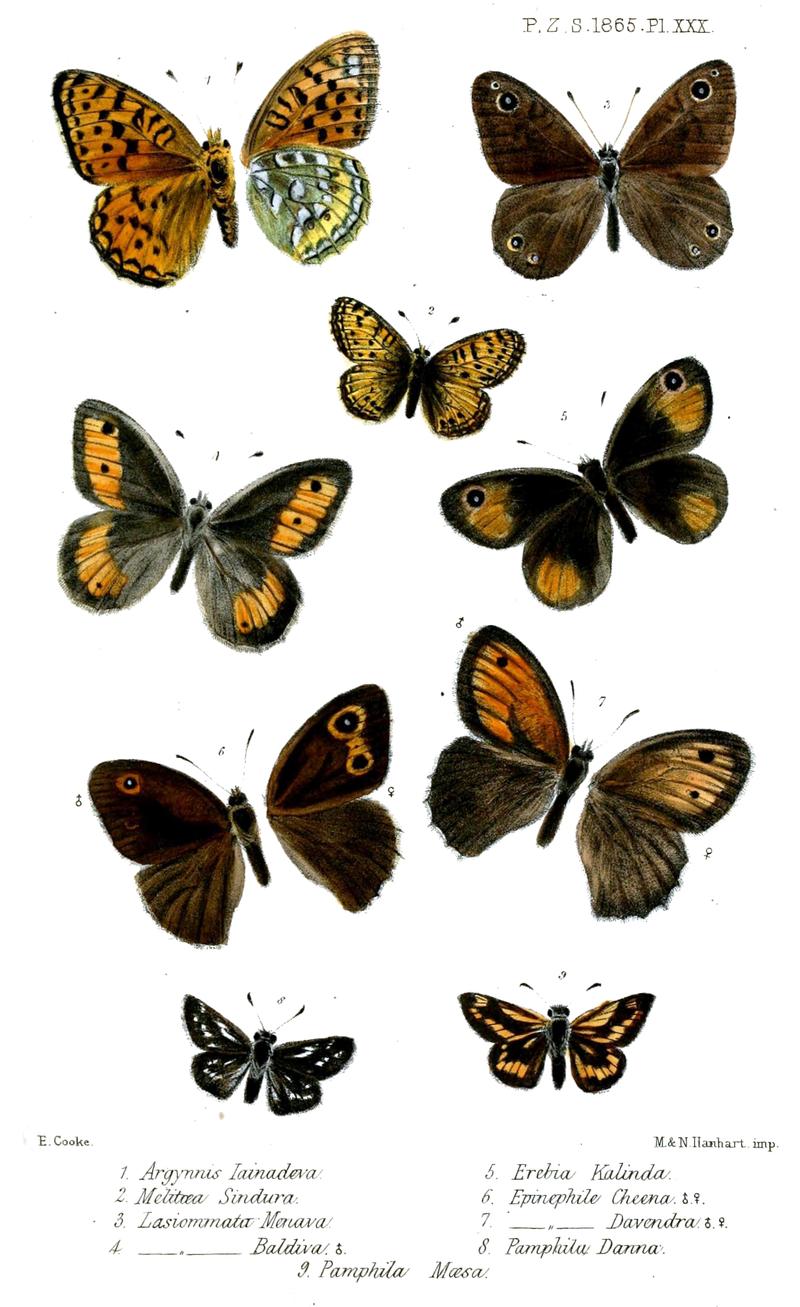 Lepidoptera1Cooke