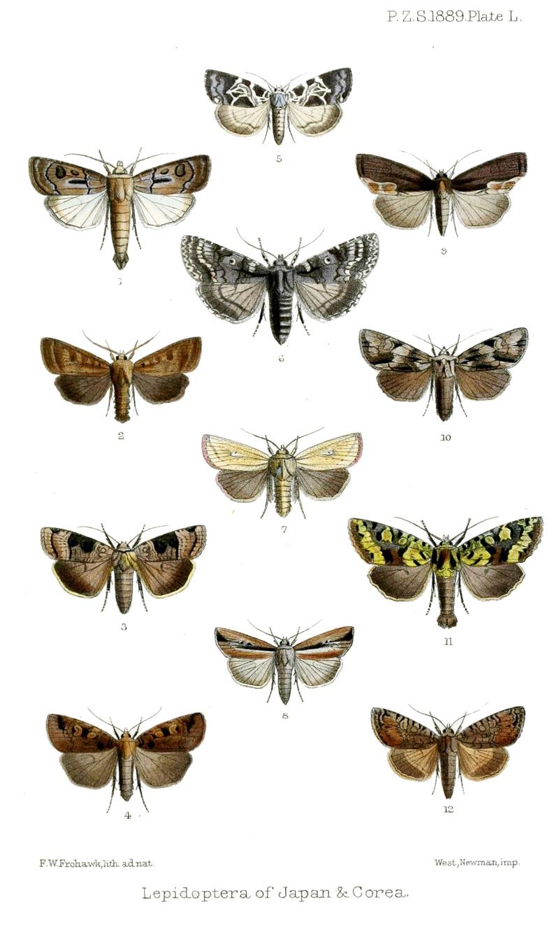 Lepidoptera1Frohawk1889