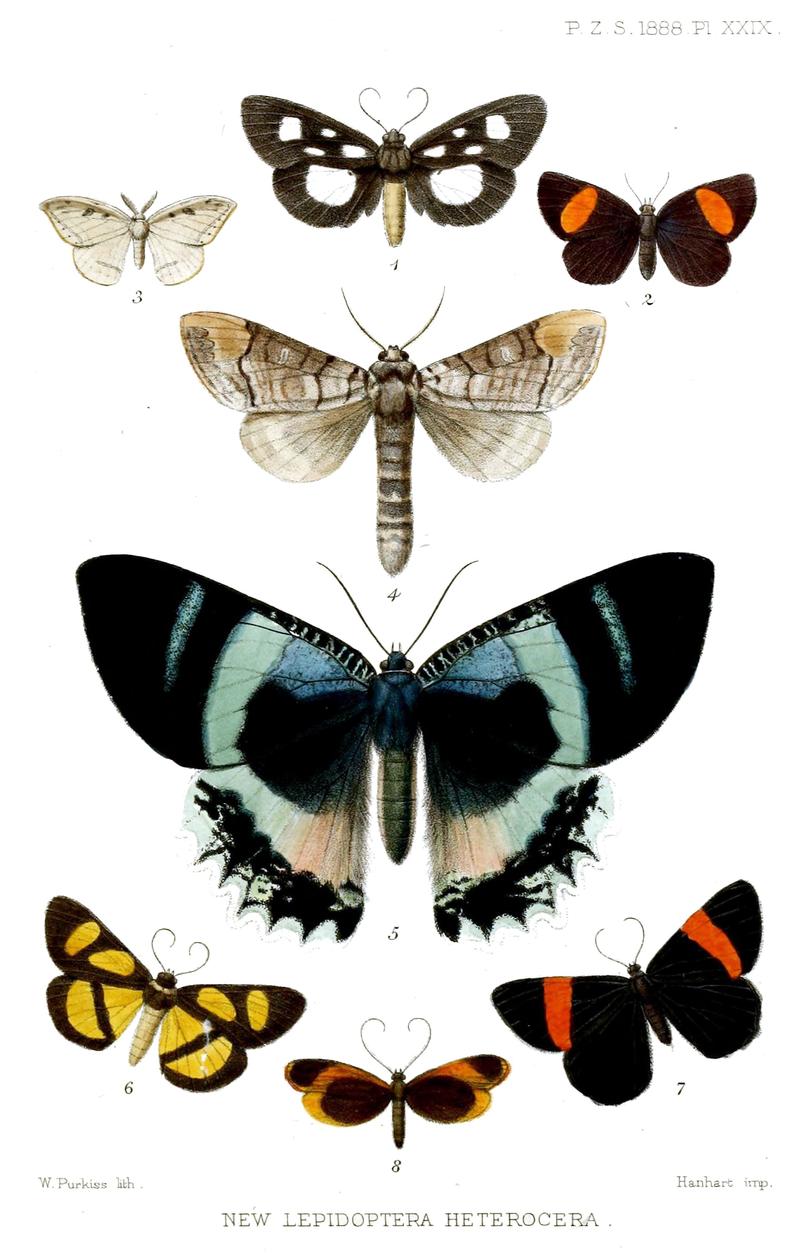 New Lepidoptera Heterocera