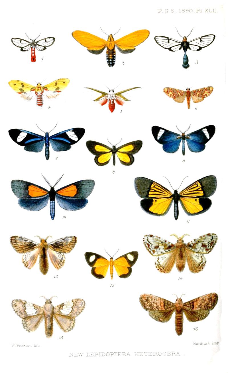 New Lepidoptera Heterocera