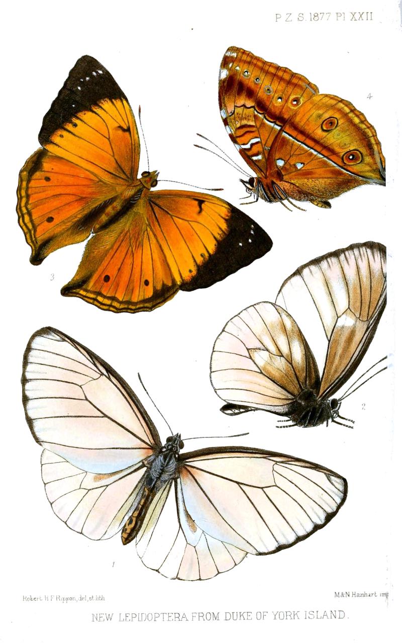1 2 Euploea browni 3 4 Doleschallia browni