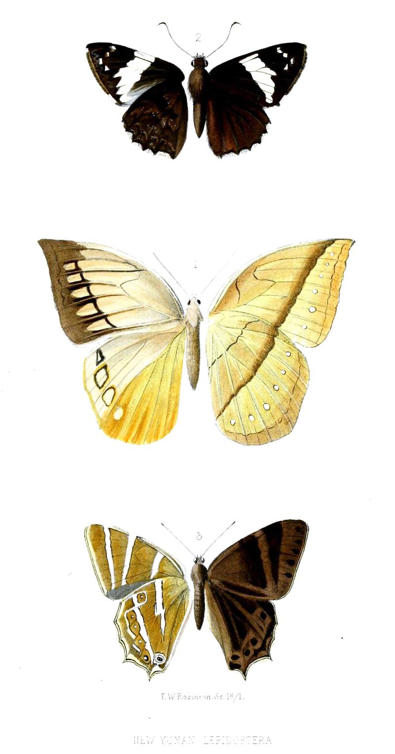 New Yunnan Lepidoptera
