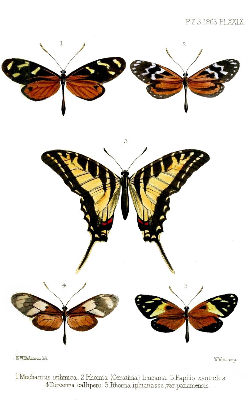 Butterflies from Panama including Dark Zebra Swallowtail center