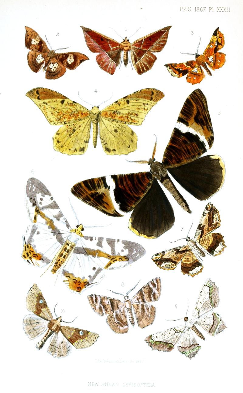 Moths from Darjeeling and Bengal