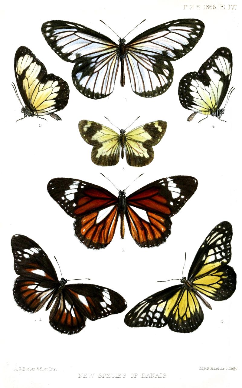 Danaini butterflies 1 Blackandwhite Tiger upperside 2 Common Tiger upperside