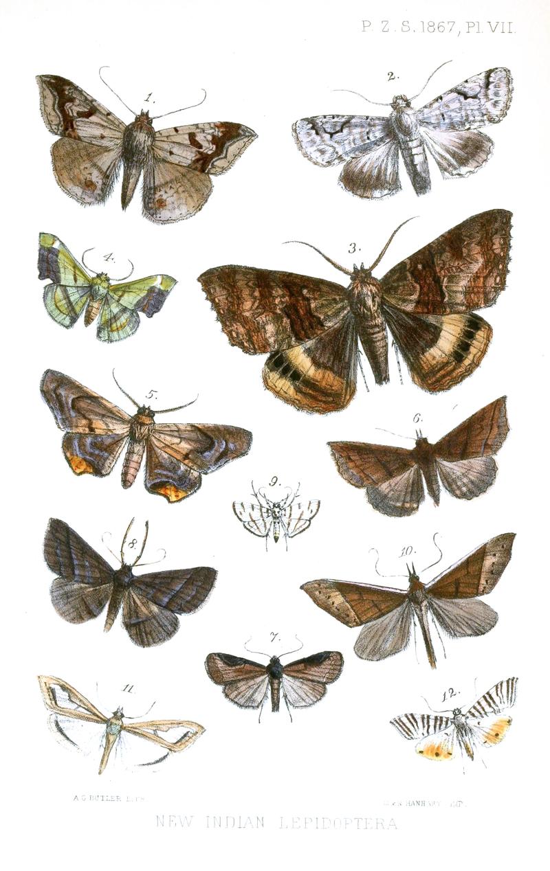 Moths from Darjeeling and Bengal