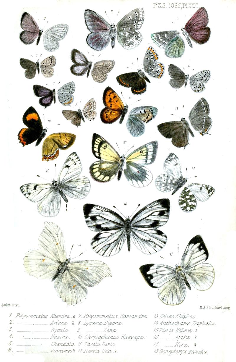 Lepidoptera2Cooke