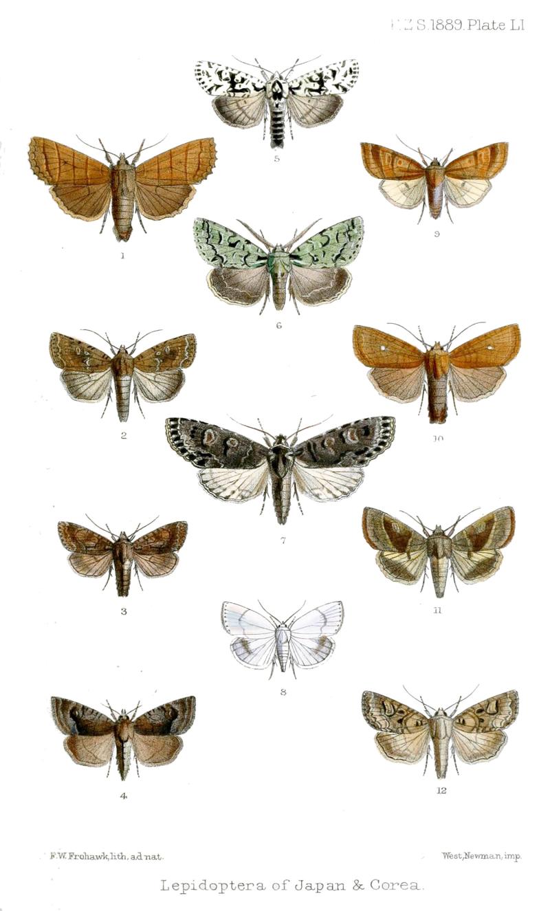 Lepidoptera2Frohawk1889