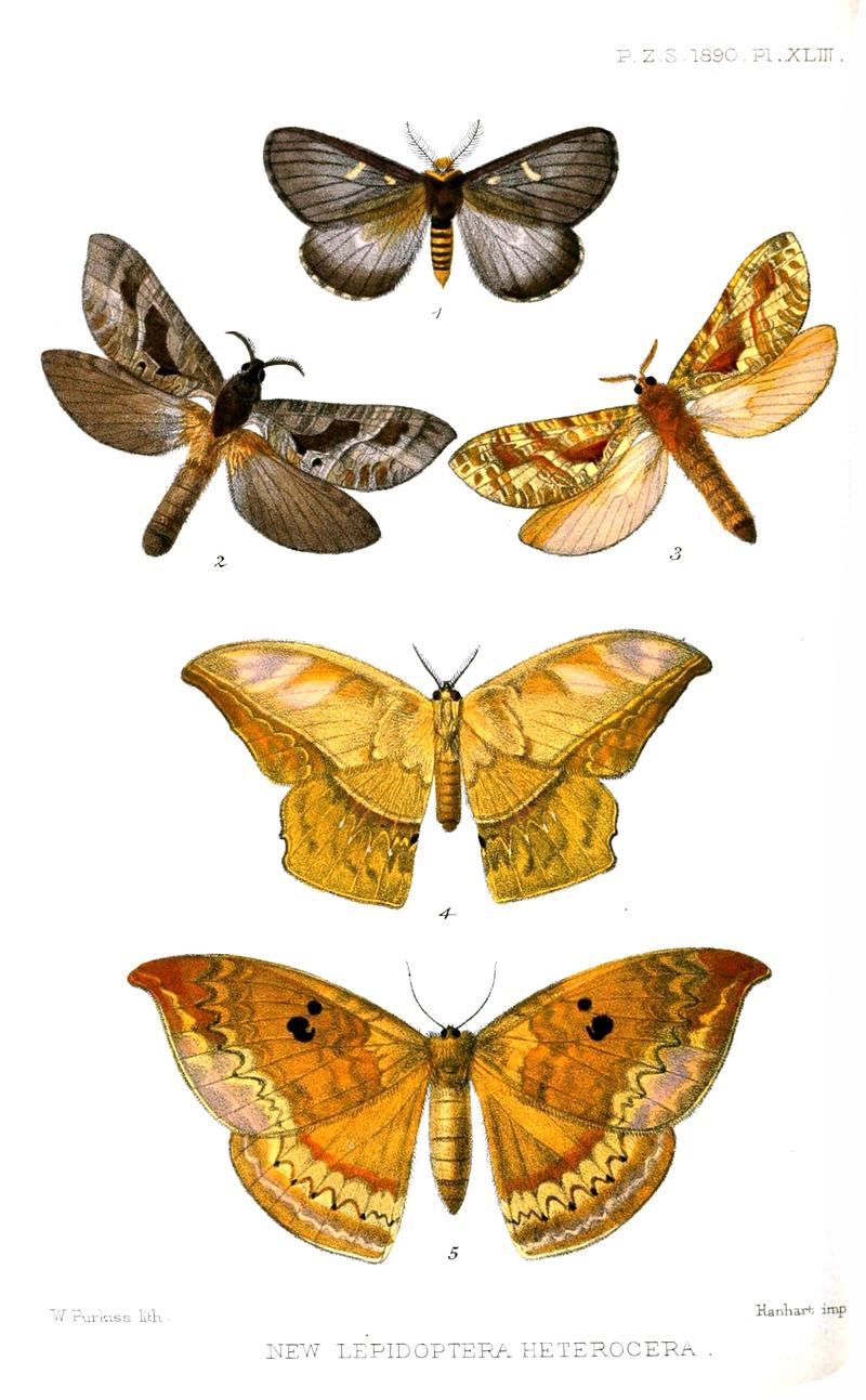 New Lepidoptera Heterocera